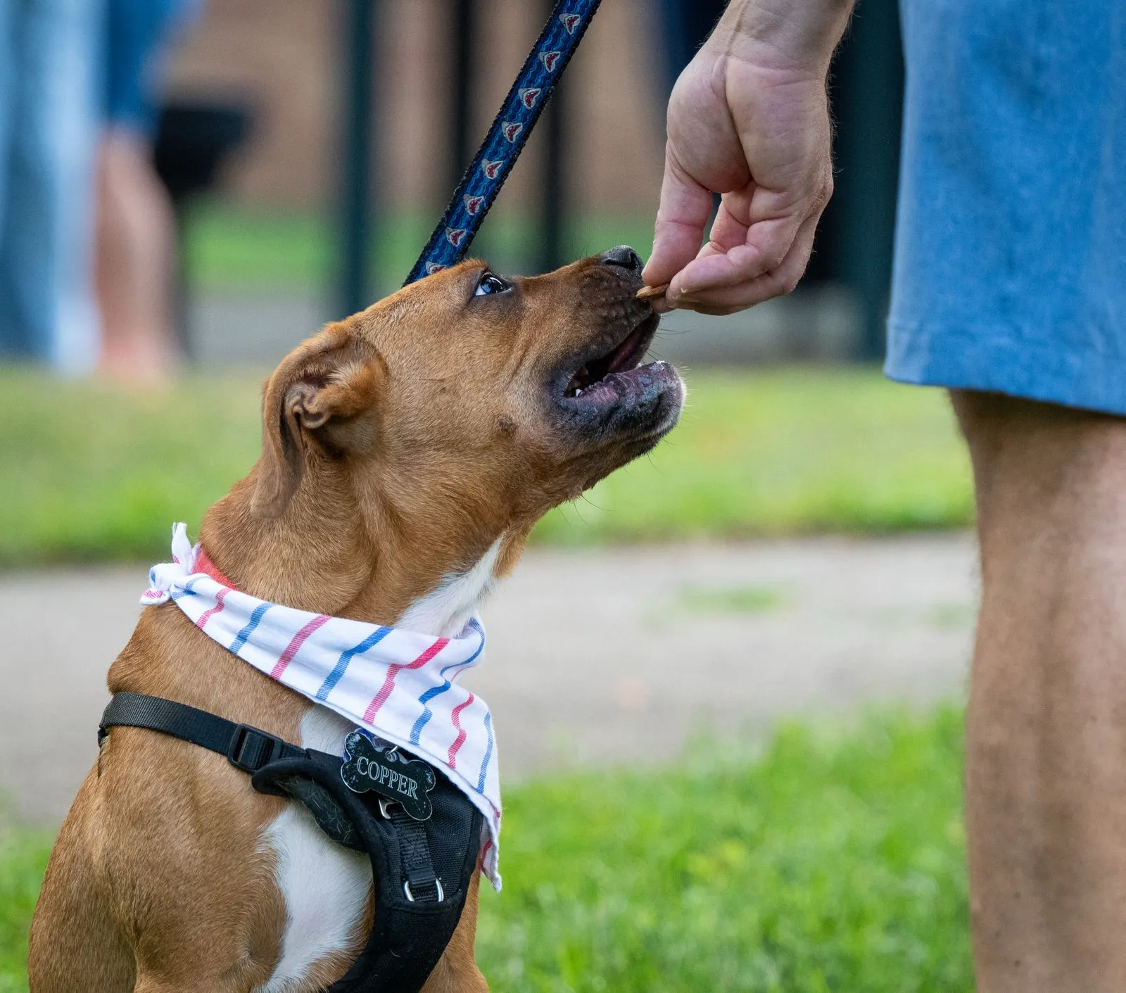 A man feeding a brown dog with a treat outdoors, wearing a striped bandana and harness.