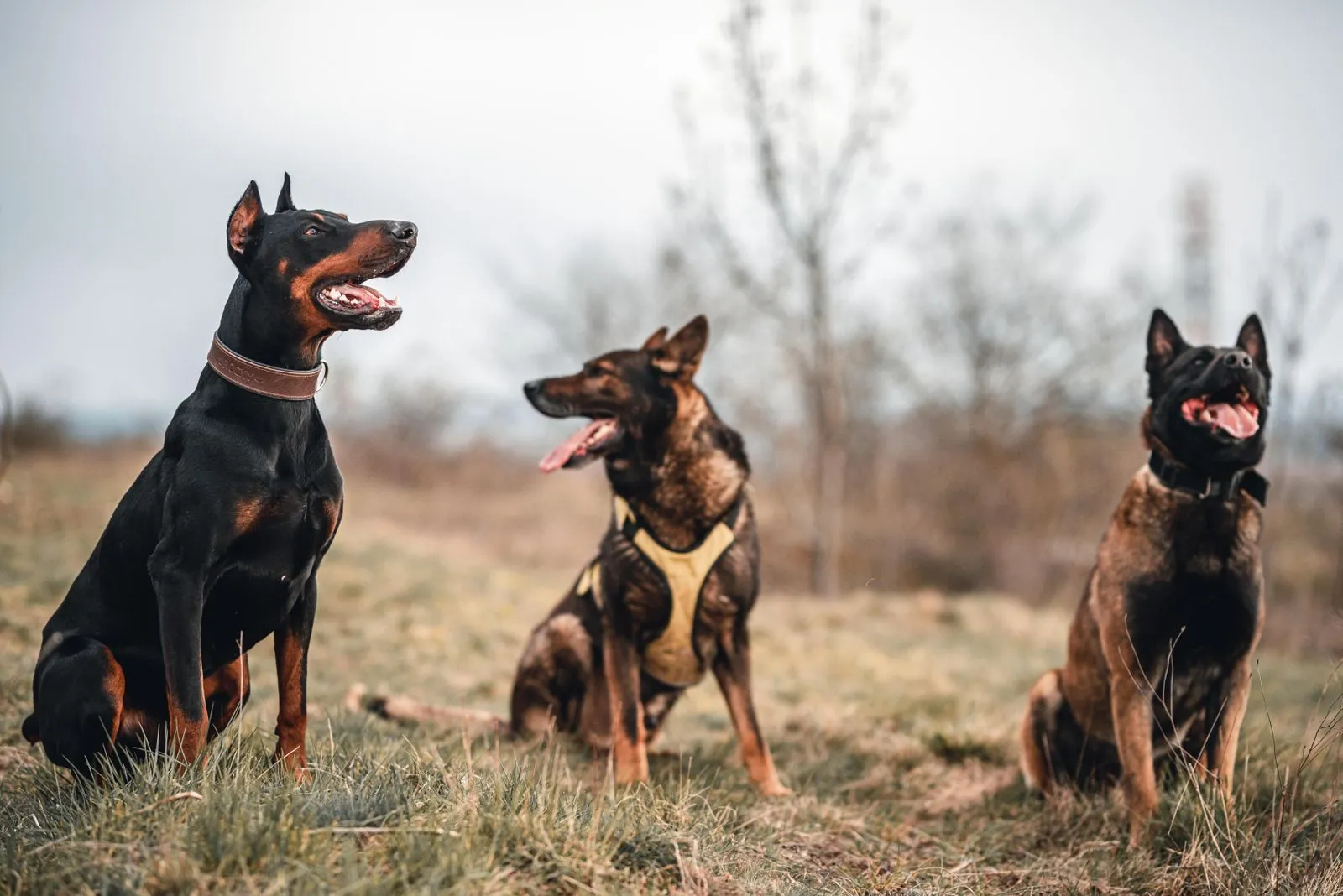 Rally Obedience Foundations for New Teams